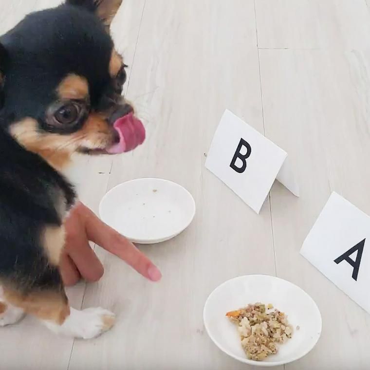 PETOKOTO FOODSの試食品を食べる社員犬ハチ