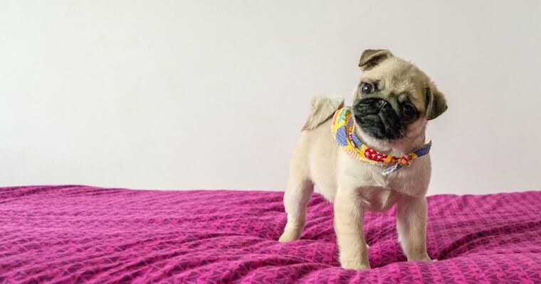 犬に尿検査は必要? 検査内容や結果の見方などを獣医師が解説
