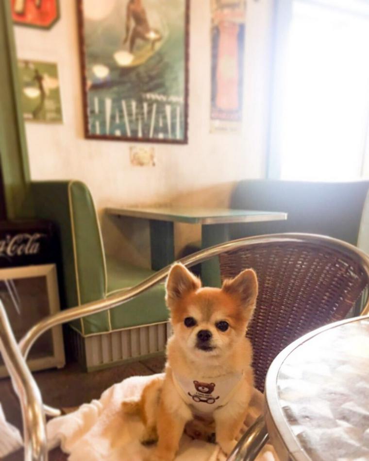 お台場周辺のドッグカフェ レストラン12選 店内okや犬用メニューのあるお店も ペトコト