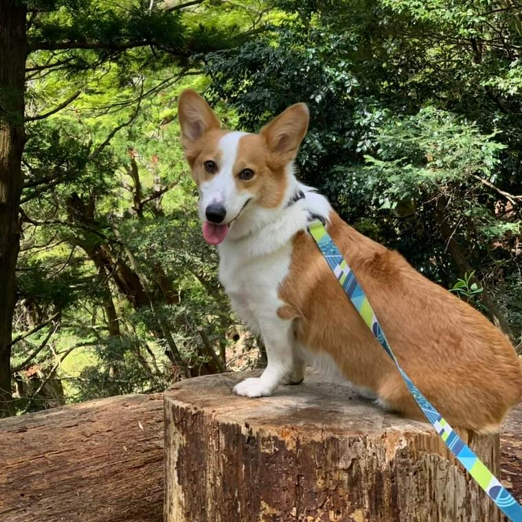 神奈川大山に愛犬コルクとお出かけ