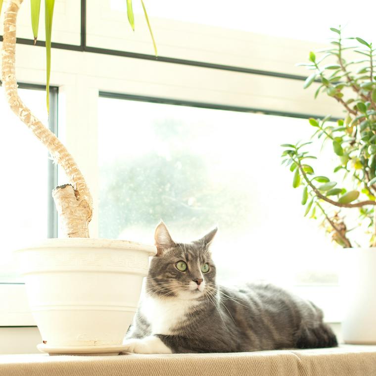 窓辺でくつろぐ猫