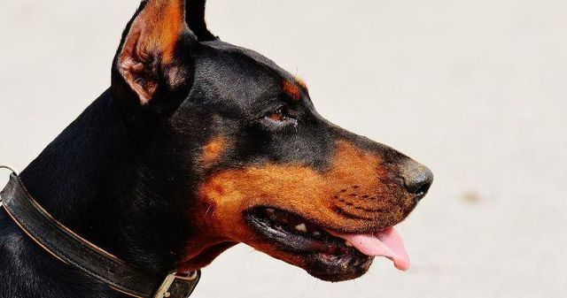 【トレーナー・獣医師監修】ドーベルマンってどんな犬？性格・特徴・育て方・迎え方