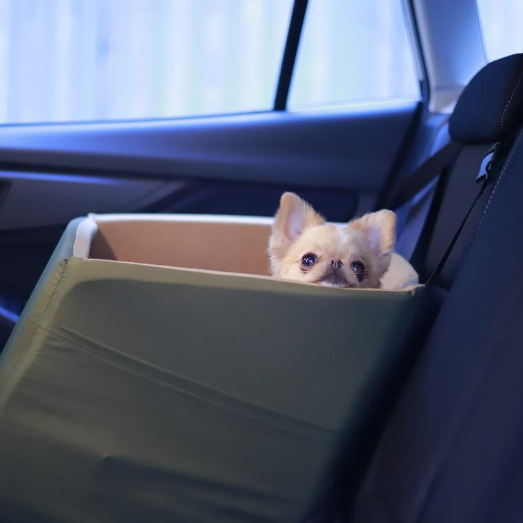 車の後部座席に置いたドライビングクッションから顔を出すチワワ
