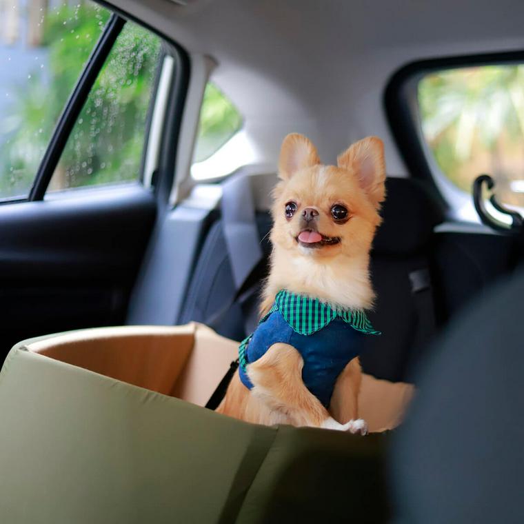 車内で楽しそうな犬