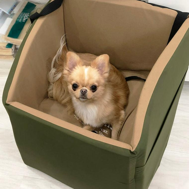 ドライビングクッションの中で丸くなるチワワ