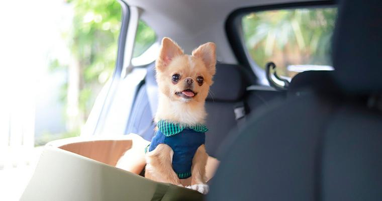 【Buyer's Review】愛犬とのドライブはこれで決まり！〜マンダリンブラザーズのドライビングクッション〜