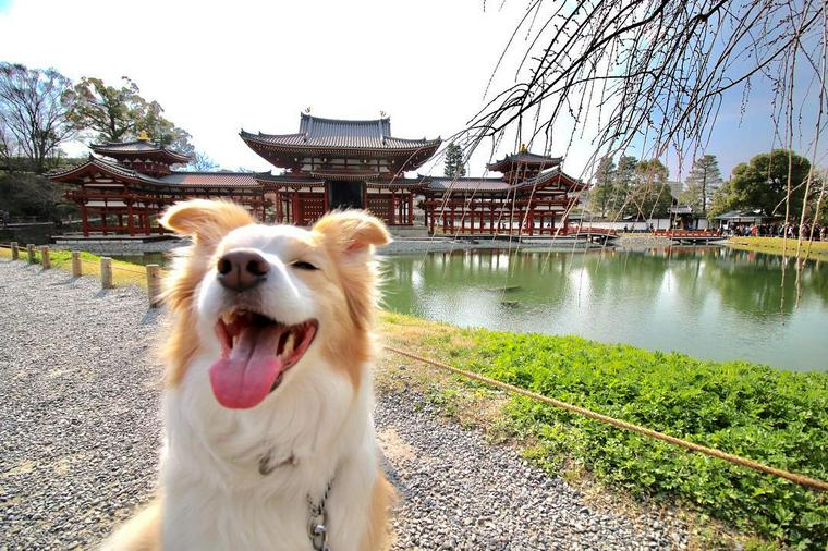 犬とお出かけ京都編 お寺や神社の人気スポットあり ペトコト