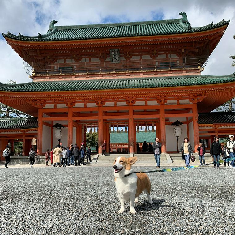 京都で愛犬と遊ぼう お寺や神社などペット可おすすめスポットを紹介 ペトコト