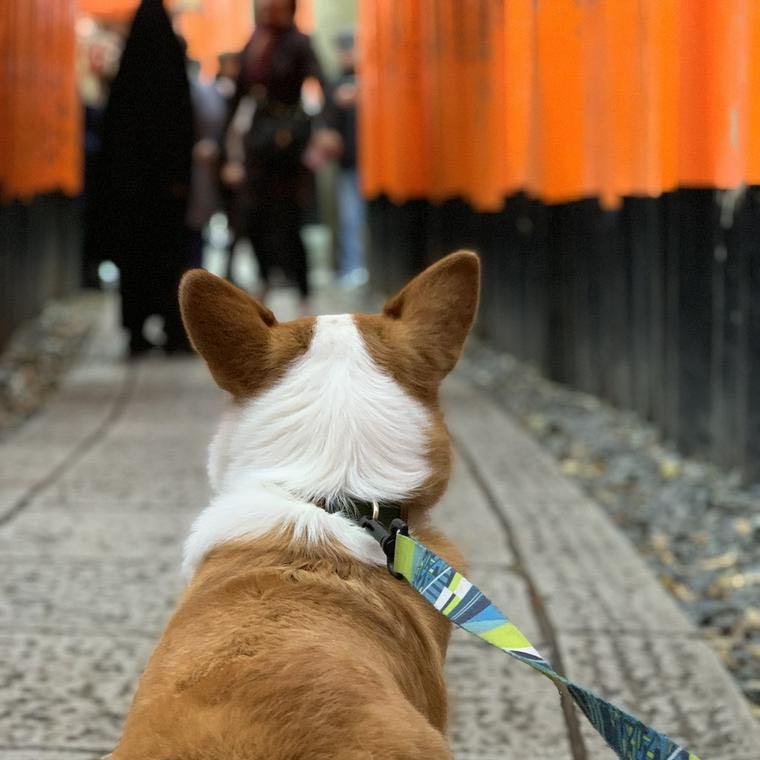 犬とお出かけ京都編 お寺や神社の人気スポットあり ペトこと