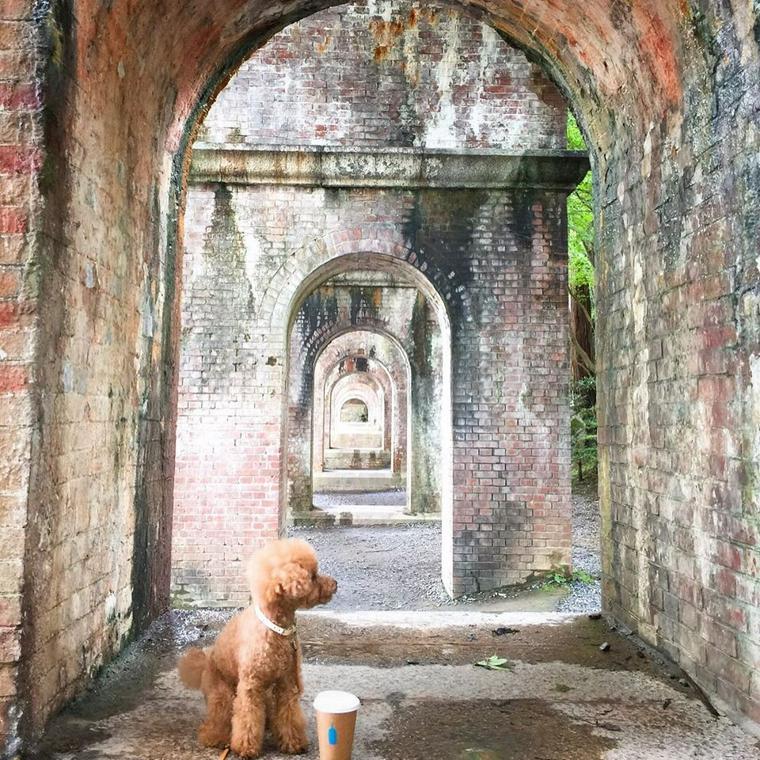 犬とお出かけ京都編 お寺や神社の人気スポットあり ペトコト