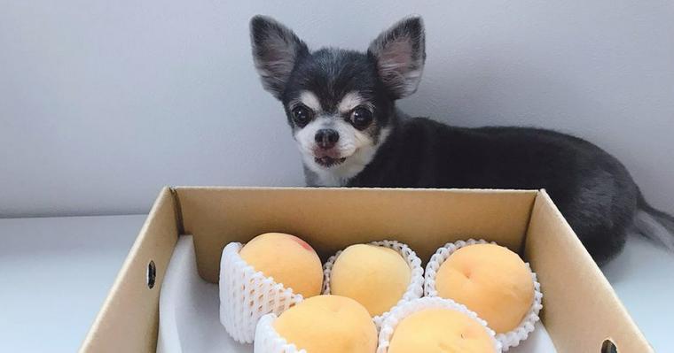 犬は桃を食べても大丈夫 種や与え過ぎに注意すれば桃狩りも楽しめます!