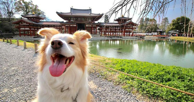 京都で愛犬と遊ぼう！お寺や神社などペット可おすすめスポットを紹介