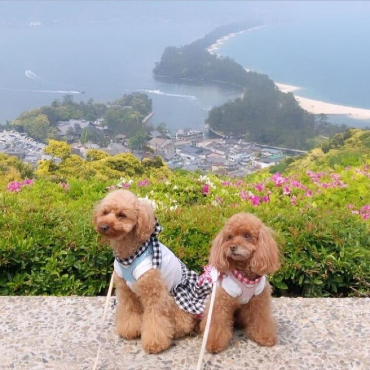 犬とお出かけ京都編 お寺や神社の人気スポットあり ペトコト