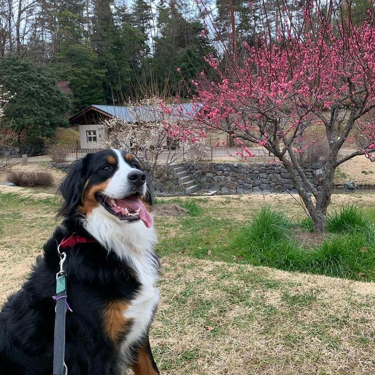 犬とお出かけ京都編 お寺や神社の人気スポットあり ペトコト