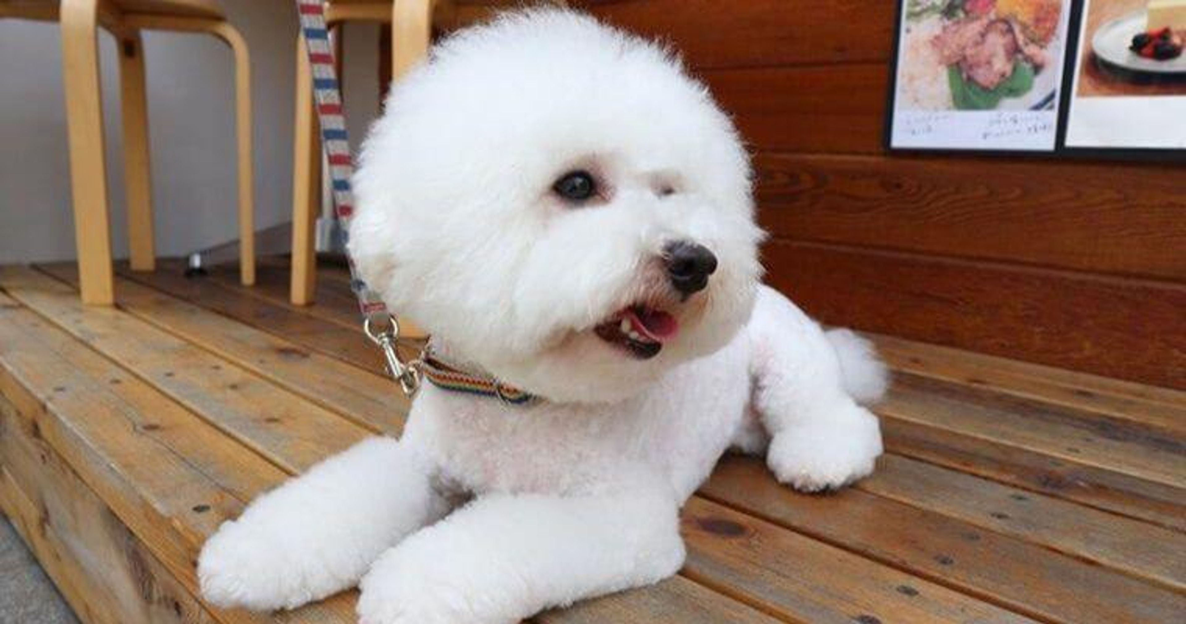 【トレーナー・獣医師監修】ビションフリーゼってどんな犬？性格・特徴・育て方・迎え方