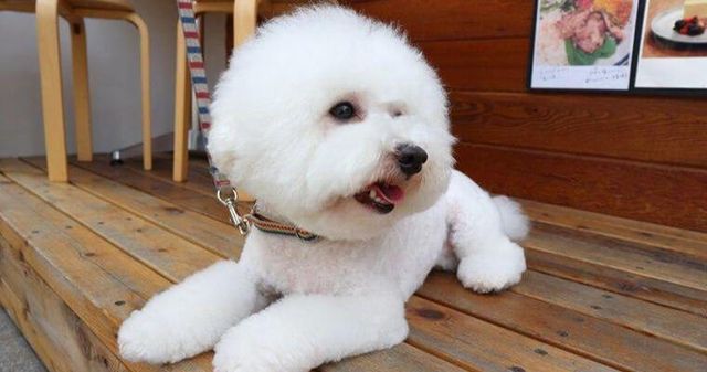 【トレーナー・獣医師監修】ビションフリーゼってどんな犬？性格・特徴・育て方・迎え方