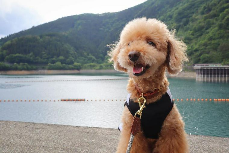 犬とお出かけ多摩編 公園やカフェなどのおすすめスポット15選 ペトコト