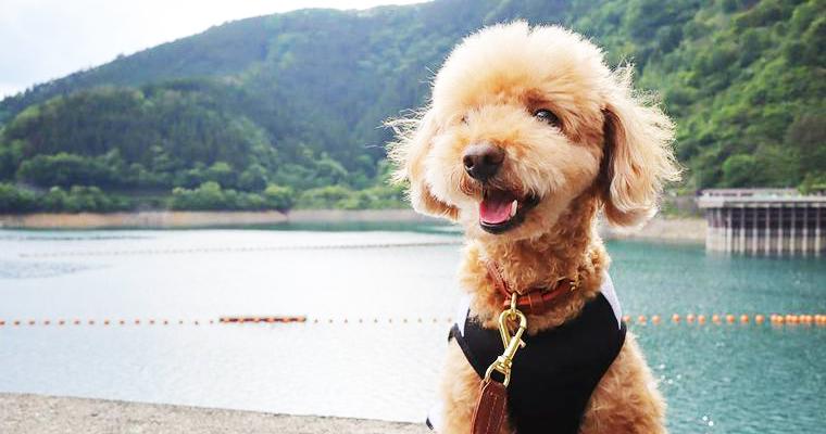 犬とお出かけ多摩編|愛犬との散歩におすすめな公園などご紹介