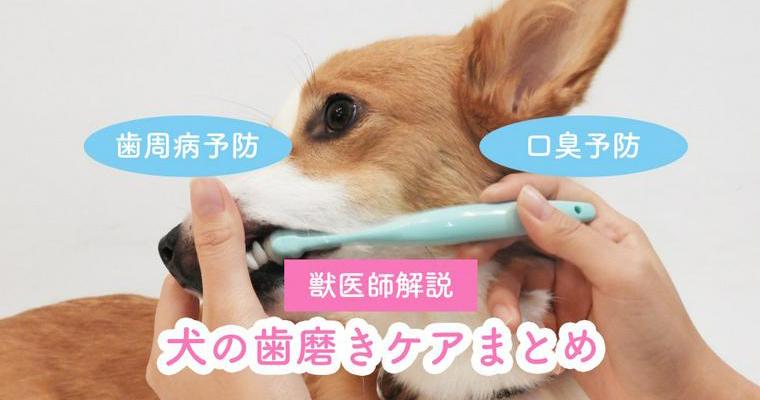 【獣医師監修】犬の歯磨きの必要性や頻度、正しい歯磨きのやり方も動画付きで解説