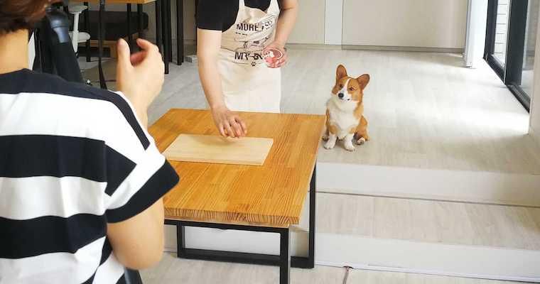 愛犬が喜ぶ手作りごはん動画はどうやって撮影されている?舞台裏を紹介