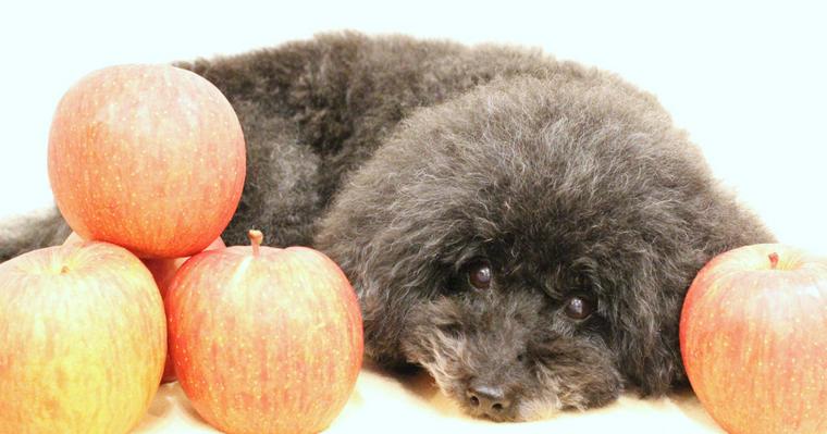犬はりんごを食べても大丈夫 栄養や種・芯などの注意点も紹介