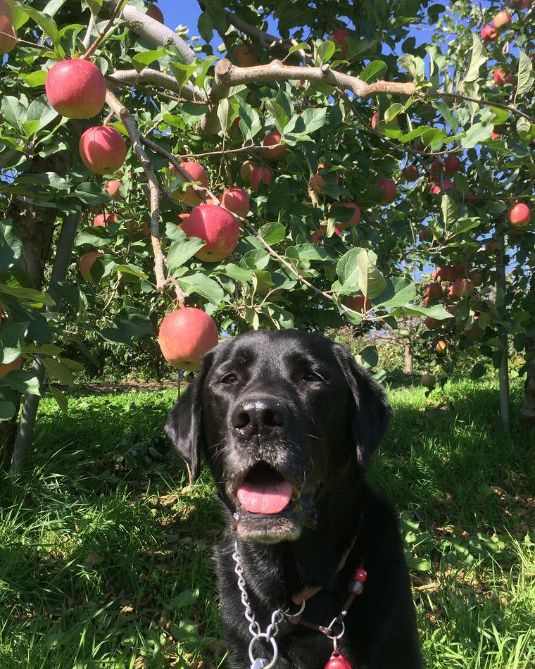 犬はりんごを食べても大丈夫 与え方や注意点などを紹介 ペトこと