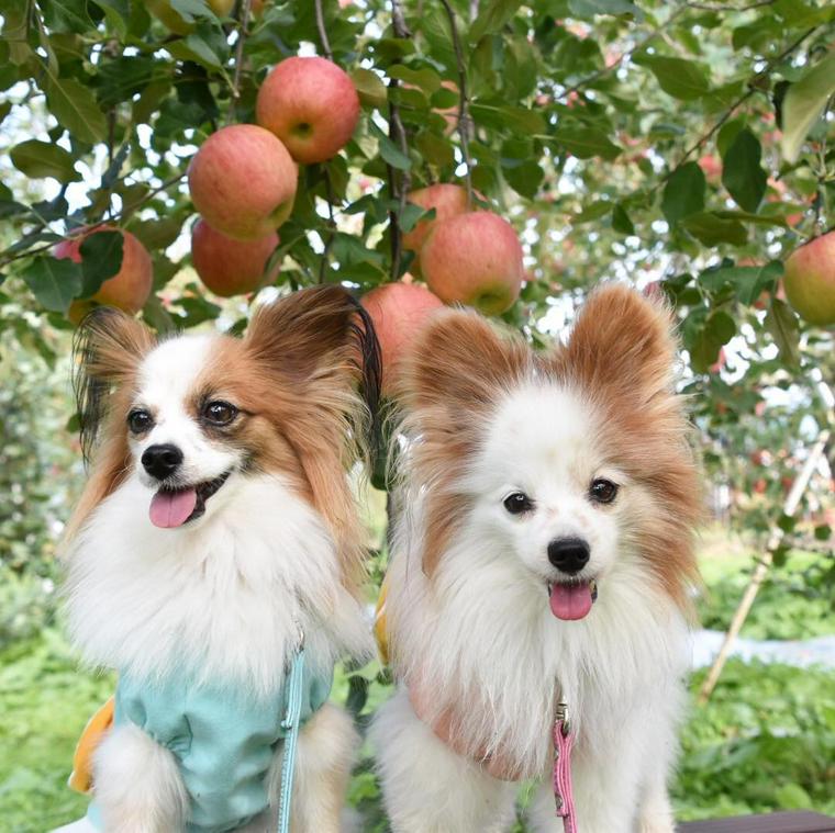 犬はりんごを食べても大丈夫 与え方や注意点などを紹介 ペトこと