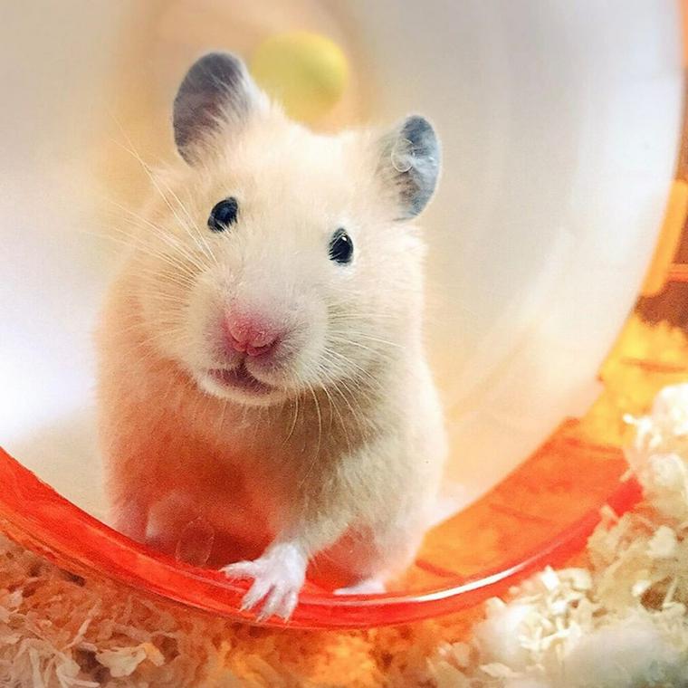 おさつ