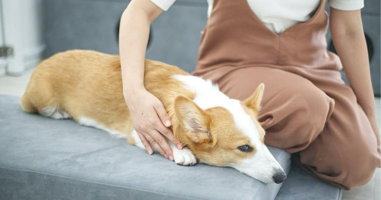犬のドッグマッサージはコミュニケーションと健康管理に！効果ややり方を獣医師が解説