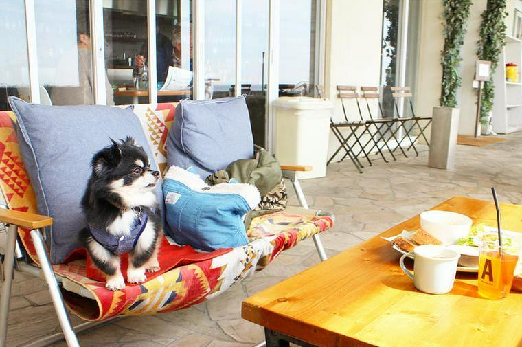湘南エリアの人気おすすめドッグカフェ ペット同伴可レストラン11選 散歩の寄り道にも ペトコト