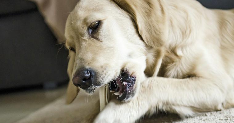 【獣医師執筆】犬のガムおすすめ12選！誤飲の危険性や、ガムの選び方・与え方もご紹介！