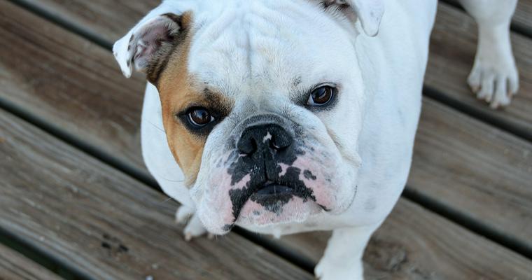 愛犬の口臭ケアグッズ13選 おすすめのサプリメントやガムなどご紹介