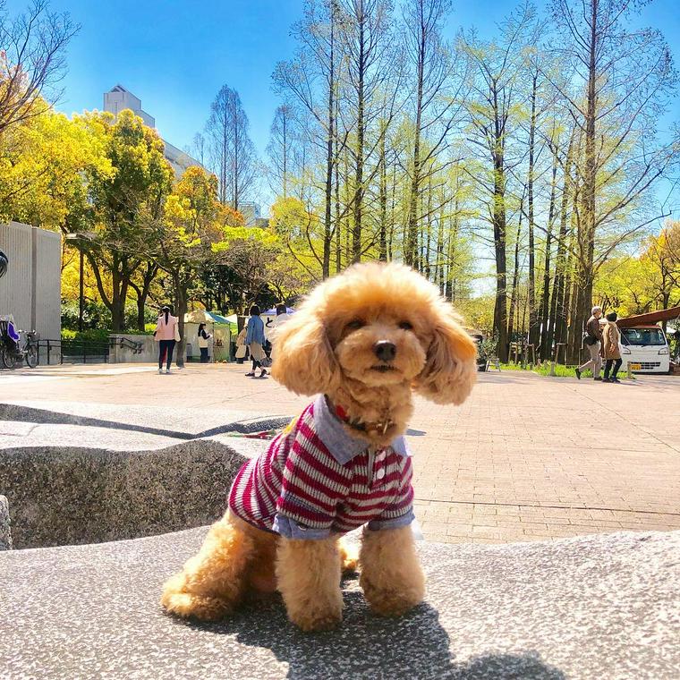 東遊園地で記念撮影する犬