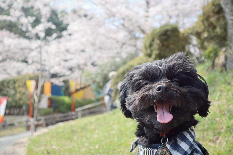 龍野公園で記念撮影する犬