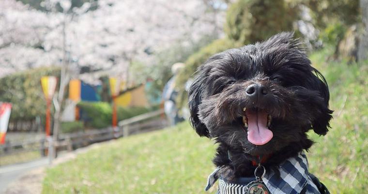 犬とお出かけ兵庫編|日帰り旅行にもおすすめな神戸など関西の人気観光スポットを紹介