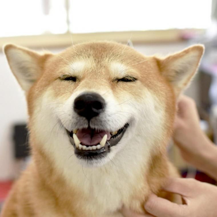 笑顔の柴犬