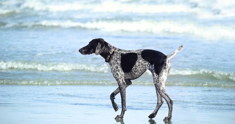 愛犬と夏を楽しもう 夏に気をつけたい犬のトラブルや遊び方を紹介 ペトコト