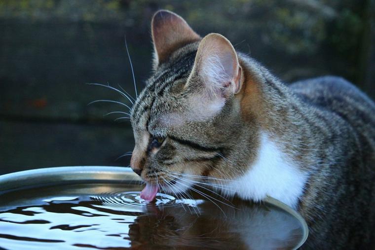 猫にお風呂は必要 適切な頻度や温度 嫌がる場合や暴れない方法を紹介 ペトコト