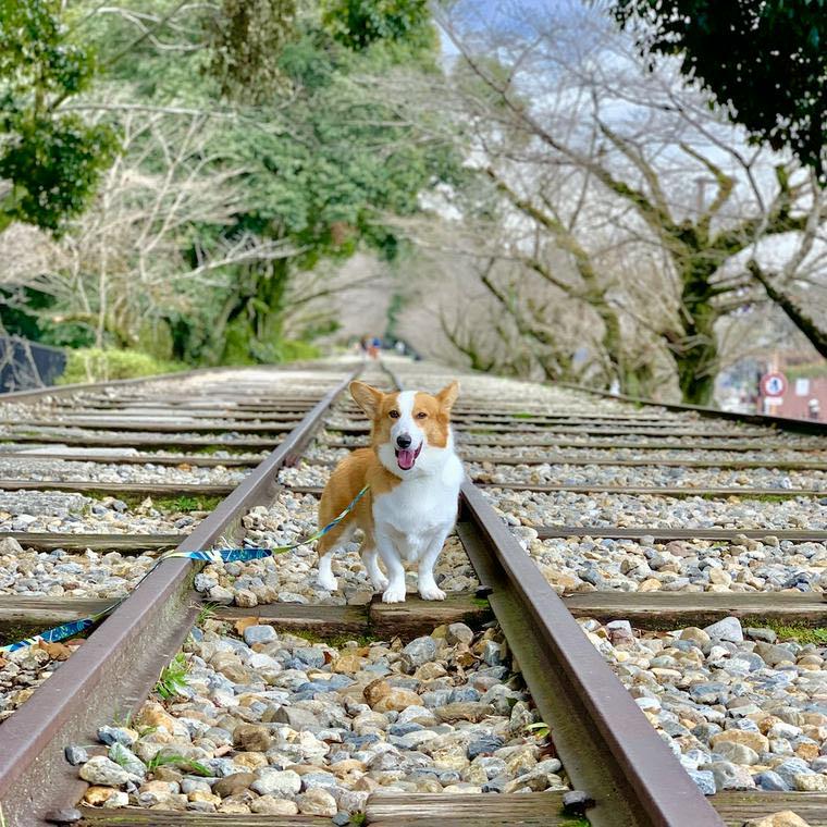 犬とお出かけ京都編 お寺や神社の人気スポットあり ペトコト