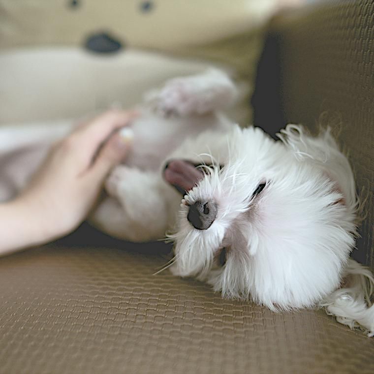 飼い主に体をなでられている犬
