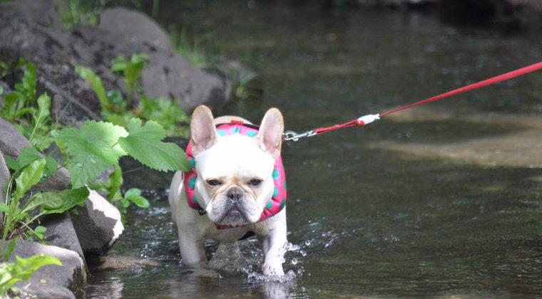犬と川遊びを楽しもう! 関東近郊のおすすめスポットや注意点・持ち物を紹介