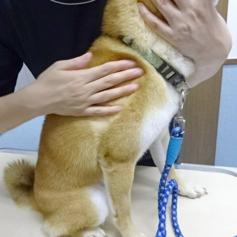 撫でられている犬