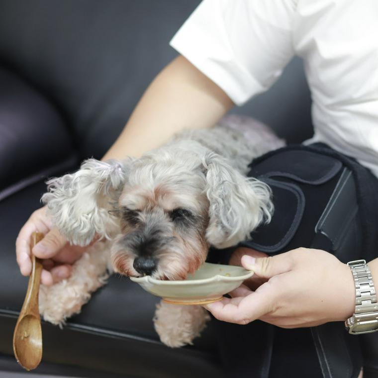 PETOKOTO FOODSを食べるGO三浦氏の愛犬