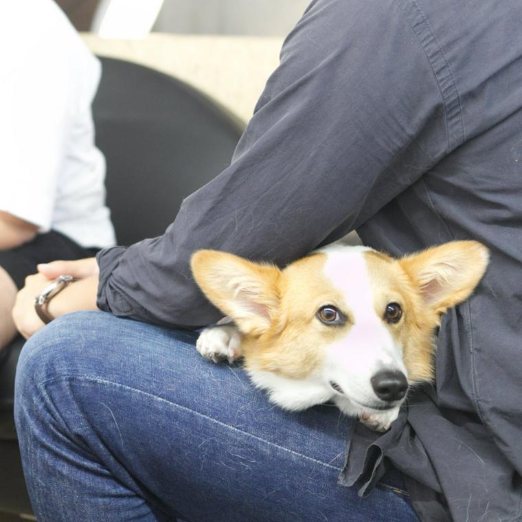 シロップの社員犬コルク