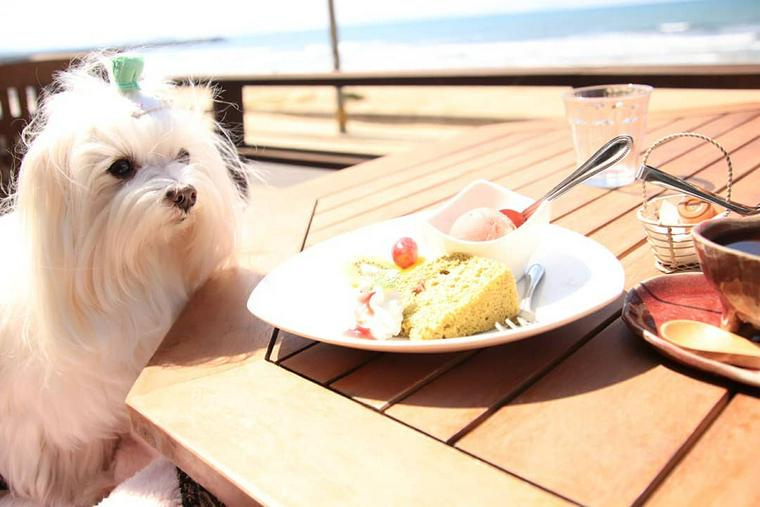 福岡のドッグカフェ 犬同伴可レストラン12選 愛犬と一緒に食事をしよう ペトコト