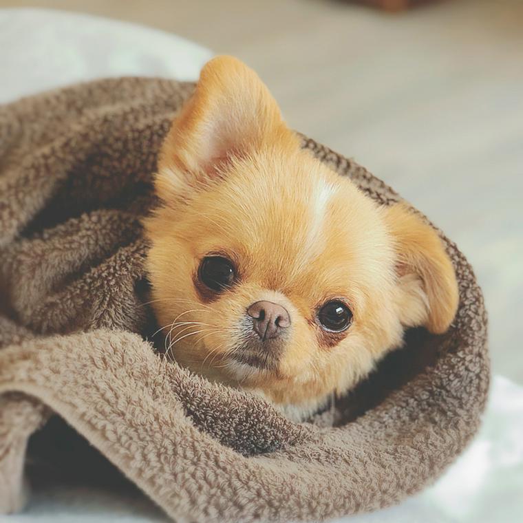 タオルにくるまる犬