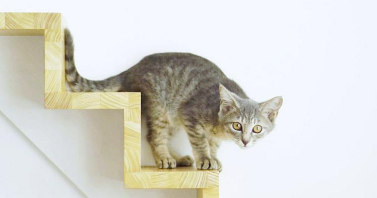 猫部屋で保護活動はじめました【今日のシロップ】