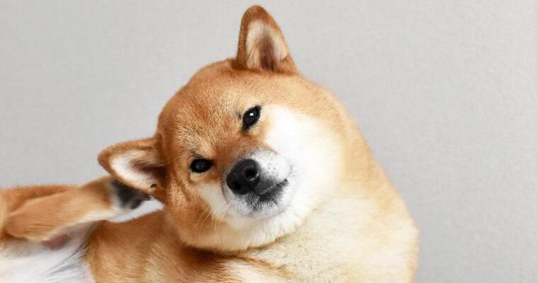 犬の換毛期は部屋が毛だらけ!? 対策やブラッシングの注意点をプロが解説