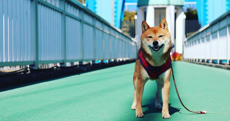 犬とお出かけ茨城編|ひたち海浜公園やフラワーパークなどペット同伴で楽しめるスポットをご紹介