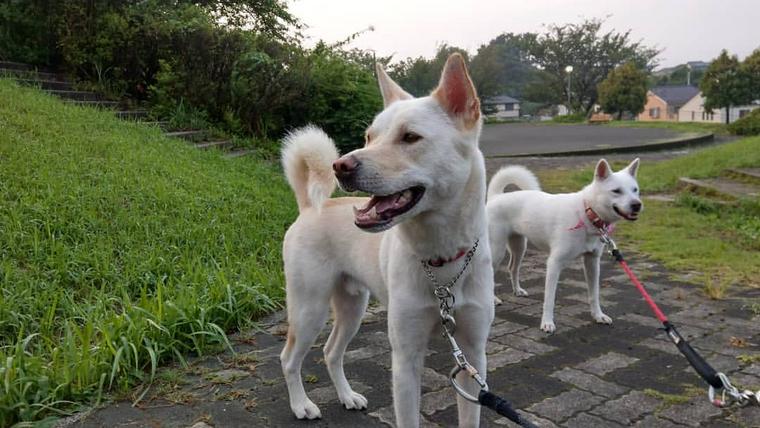 紀州犬の飼い方 性格 寿命 毛色 しつけ かかりやすい病気などを紹介 ペトコト
